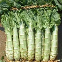 SD0011 LAITUE BIG Asie graines potagères, graines de laitue de salade (30 graines)