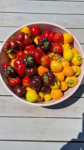 Mini Bell Multi-Colour Sweet Pepper Seeds - 10 Fresh Mini Bell Multi-Colour Sweet Pepper Seeds