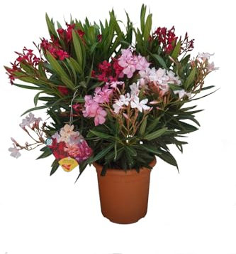 N2 Pianta Oleandro, Nerium Oleander, Piante a cespuglio, Piante da siepe per esterno diametro vaso 22 cm fiori colori casualii (Bianco)