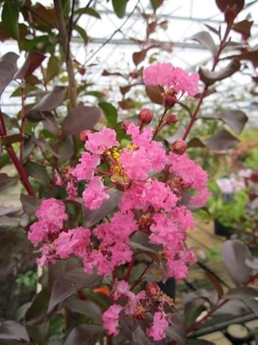 Kräuselmyrte Turenne - Lagerstroemia Indica - Kreppmyrte - 30-40cm