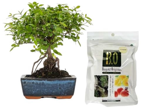 Verdecora Bonsái Sageretia 5 años | En maceta de cerámica 15x10x5cm + Biogold 900gr | Sageretia theezans | Planta Natural de Interior | Follaje Compacto y Elegante | Ideal para Decoración Zen y Regalo