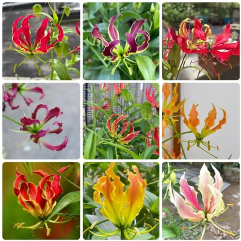 4Bulbi di giglio fiamma perenni, rampicante Gloriosa superba, rampicanti, rustiche, crescita rapida decorazione del giardino per esterno