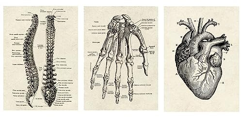 CTForest 3 poster anatomici, stile vintage, decorazione da parete raffigurante cuore, palmi e colonna vertebrale, collezione di pannelli con collage estetico per decorazione d'interni (senza cornice)