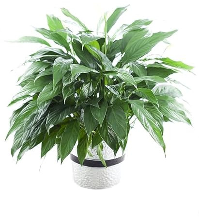 Large Purifying Peace Lily in 6 inch Pot - Fall Collection - KaBloom Prime Next Day - Gift for Birthday, Get Well, Easter, Valentine, Mother’s Day Fresh Flowers