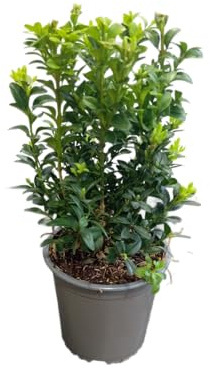 Buxus en Maceta Planta Arbustiva Natural de Exterior y de Crecimiento Rápido