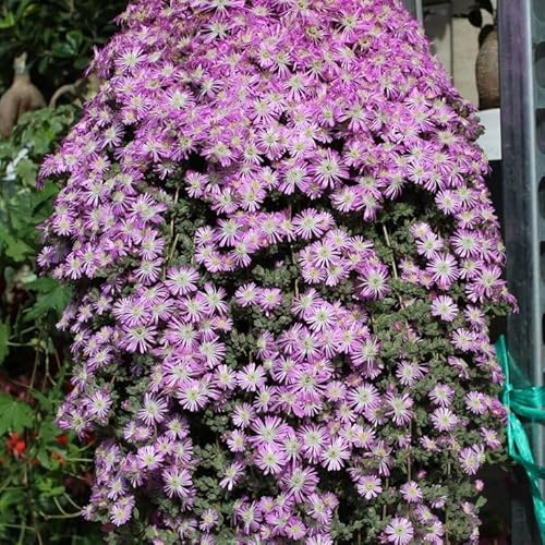 Pianta di Barba di Giove ricadente grassa fiori rosa strisciante in vaso 14 cm AMDGarden