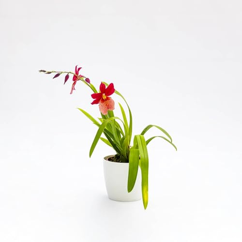 Vivai le Georgiche - Pianta vera di Orchidea Burrageara Nelly Isler Cambria - vaso Ø 12 cm
