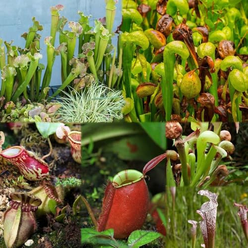schlauchpflanze garten fleischfressende zimmerpflanzen indoor garten stauden winterhart mehrjährig 600samen