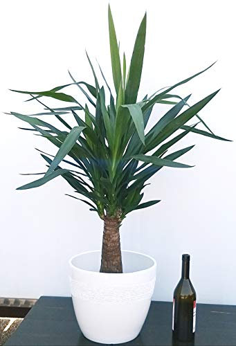 POWERS TO FLOWERS - YUCCA A TRONCO GROSSO IN VASO CERAMICA BIANCO, Tronchetto della felicità, pianta vera