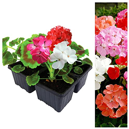 Carbeth Plants Geranium Mixed Bedding Plants 6 Pack - Garden Ready Summer Pelargoniums Flowers - Colourful Easy to Grow & Weather Tolerant Shrubs for Borders, Containers & Patio Pots