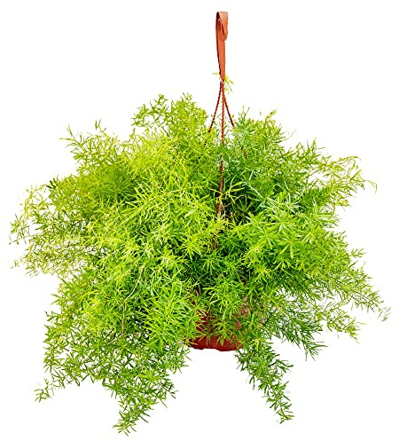 Bonplants Asparagus Sprengeri, Asparagina Cespugliosa e Profumata, Pianta da Interno ed Esterno, Vaso 19 cm, Altezza 40 cm, Origine Sud Africa