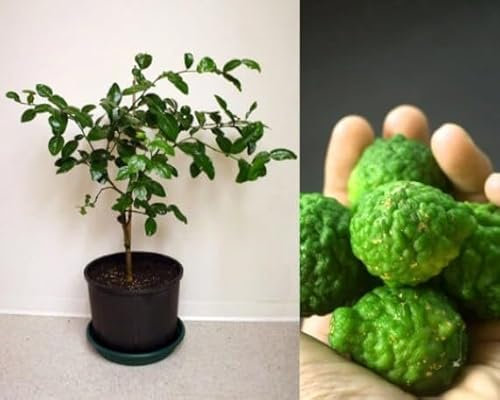Kaffir Lime Citrus Plant - Citrus Hystrix - Easy to Grow - Kaffir Lime Leaves Tree Ideal for Curries in 12cm pots