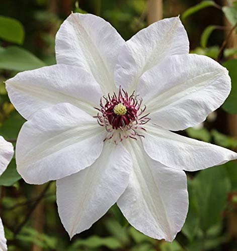 Waldrebe Miss Bateman 60-80cm - Clematis