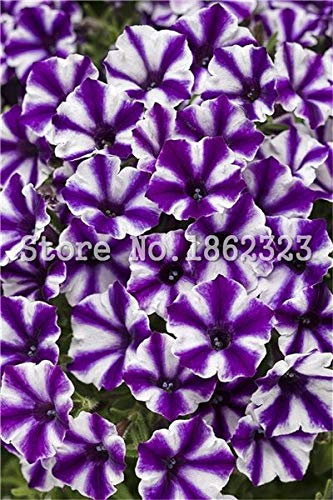 SVI Fresh 100 pcs Petunia Hybrida Hanging Flower Seed for Planting Violet Mix