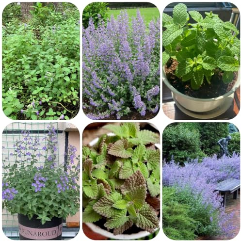 semillas de gatera, productos sostenibles menta jardín rocas resistentes raras balcón jardín variedades antiguas 500pcs