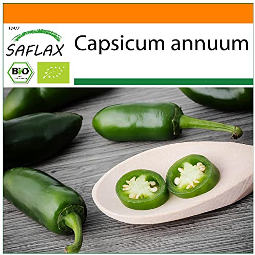 SAFLAX - Garden in the Bag - Ekologiskt - Chili - Tidig Jalapeno - 20 Frön - Med underlag i en passande resväska - Capsicum annuum