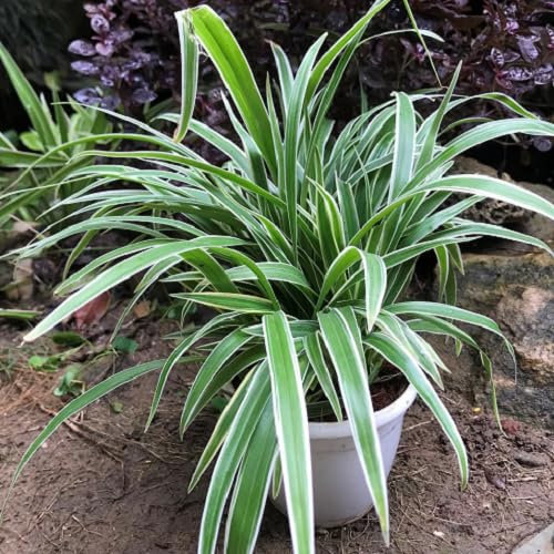 50 graines de plantes fraîches de chlorophytum