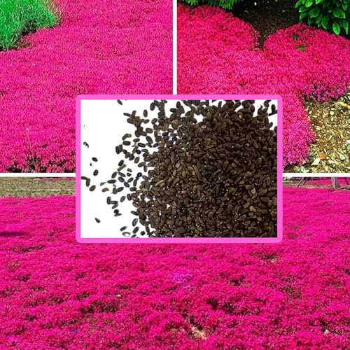 500 Graines d’Aubriète Vivace | Couvre-sol Résistant à la Sécheresse | Facile à Planter pour Jardins Rocailleux & Paysagers (Rose)