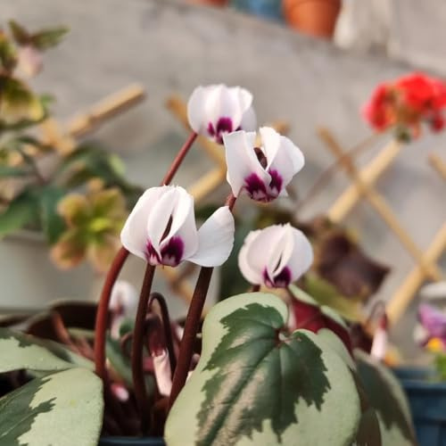 Semi di ciclamino - balcone, varietà antiche resistenti per giardini rocciosi decorazione primaverili rialzata con semi di ornamentali 160pcs