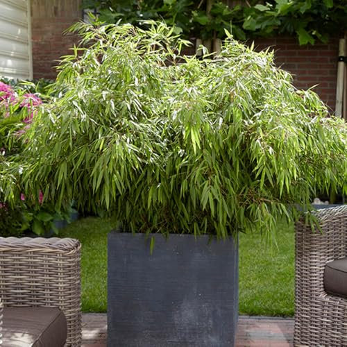 YouGarden Fargesia rufa 'Fountain' Bamboo in a 9cm Pot, Evergreen Clump-Forming Bamboo Plant for Outdoors, Pots and Patios Grow to Max Height of 3m, Perfect for Containers