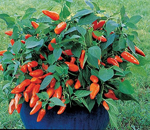 Just Seed - Vegetable - Pepper - Sweet Tangerine Dream - 60 Seeds - Large Pack