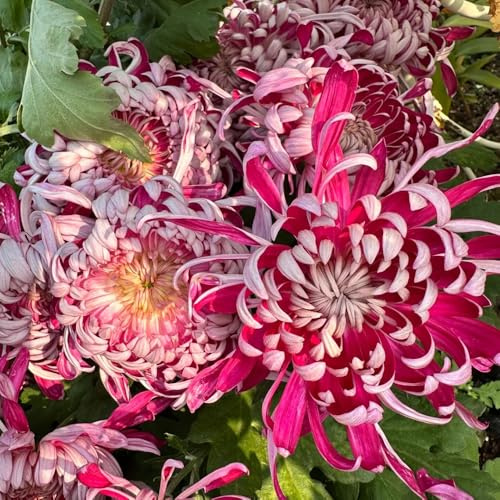 chrysanthemen pflanztöpfe gartendeko für draußen rankpflanzen blumenwiesensaat wildkräuter extrem winterharte kübelpflanzen blumengarten büropflanzen kräutersamen balkon deko 750samen