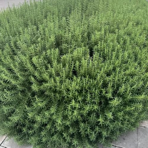 semi di rosmarino perenni, medicinali per giardino vecchie varietà prodotti sostenibili esotiche perenni resistenti da balcone rare 800pcs