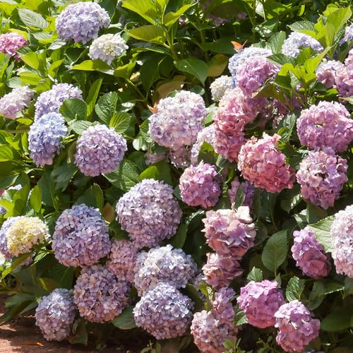 Hortensia en Maceta Lista para Plantar - Planta de Exterior para Jardín y Terraza