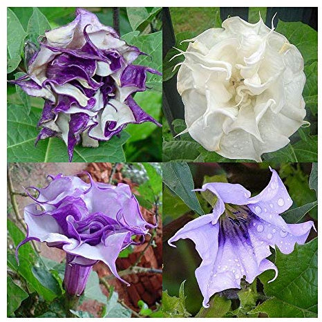 Datura mixed - Engelstrompete - Stechapfel mixed - 15 Samen