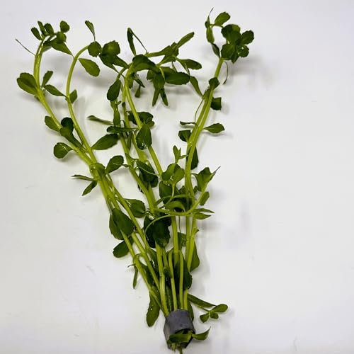WASSERPFLANZEN WOLFF - ein Bund Kleines Fettblatt/Bacopa monnieri - crenata, Hintergrundpflanze - Aquarienpflanze
