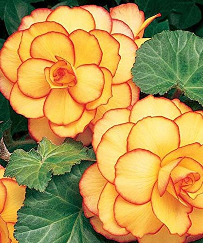 Ultrey Seed House - 100 Pieces Fragrance Begonia Bulbs Flower Seeds Hanging Basket Begonia Collection one of The Most Popular perennials for Shade!