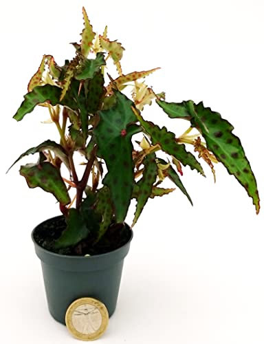POWERS TO FLOWERS - BEGONIA AMPHIOXUS BUTTERFLY MINI, 2 PIANTE, IDEALE PER TERRARIUM, VASO 5,5CM, Pianta Vera