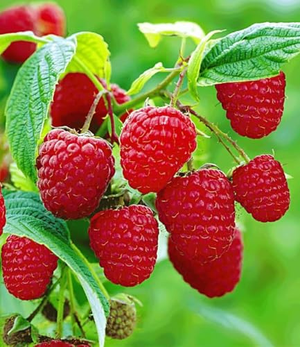 BALDUR Garten 3x Rote Himbeeren TwoTimer® Sugana®, Pflanzen im 2 Liter-Topf