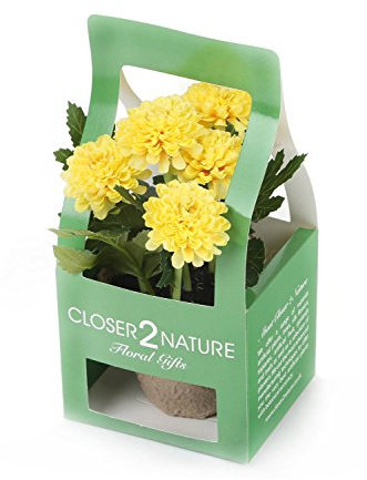 Closer2Nature - Artificial Yellow Chrysanthemum Plant & Gift Box, Beautifully Realistic Decorative Faux Flowers, Perfect Indoor Floral Decorations in Home, Office, Living Room, 18cm
