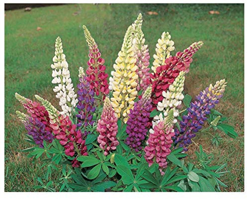 PREMIER SEEDS DIRECT - Lupin - Russel Strain Mixed - 120 Flower Seeds