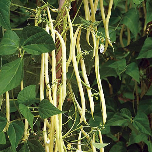 Bean (Climbing French) Seeds - Colourful Climbing Mix