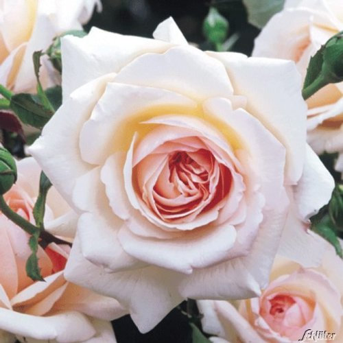 Kletterrosen in vielen Sorten und Farben (Im 5 Liter Container, Penny Lane)