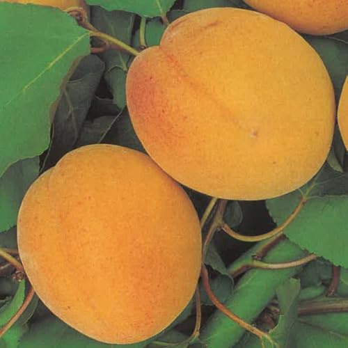 PIANTA DA FRUTTO ALBICOCCA PELLECCHIELLA in vaso 24 - età 3/4 anni (foto reali)