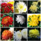 Chrysanthemen Pflanzen Samen Blumensamen Mischung MehrjäHrig Winterhart Chrysanthemen Bonsai Blumensamen Chrysanthemen Zimmerpflanzen Winterharte Balkonpflanzen 150 Chrysantheme Pflanzensamen