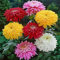70 semi di fiori di crisantemo