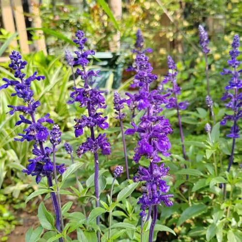 salbeisamen winterharte kübelpflanzen, gartenkräuter samen blumendeko winterharte pflanzen für balkon, kräuterpflanzen kräutergarten geschenk blumensamen balkonpflanzen winterhart 350pcs