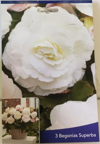 3 Bulbes de Bégonias Superba Blanc Cal 5+