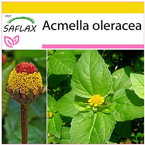 SAFLAX - Crescione del Brasile - 500 semi - Acmella oleracea