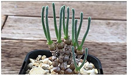 Stk - 10x Monilaria moniliformis Sukkulenten Garten Pflanzen - Samen B1774 - Seeds & Plants Shop by Ipsa