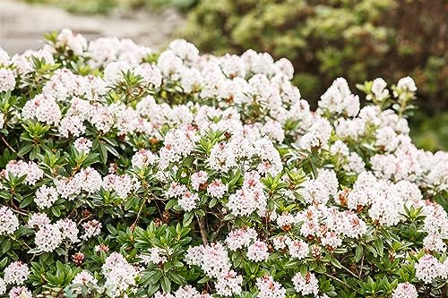 Rhododendron Bloombux 25-30 cm, 2L – Winterhart & Immergrün & Pflegeleicht – Alpenrose – Heckenpflanze für Garten & Sichtschutz