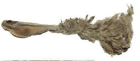 Natural Hairy Lamb Ear Stick 1kg Hypoallergenic Grain-Free Gluten free 100% Natural dog treat dental chew De-wormer