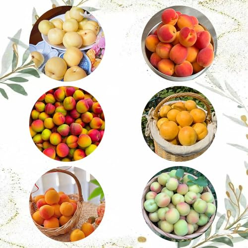 comprar semillas de albaricoquero - albaricoque, interior, albaricoquero, resistentes 30pcs