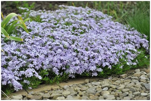 3 x Phlox subulata 'Emerald Cushion Blue' (Winterhart/Staude/Bodendecker/Mehrjährig/Stauden/Immergrün) Blauer Polster-Phlox - Ein Meer aus Blau für Ihre Beete - Trittfest - von Stauden Gänge