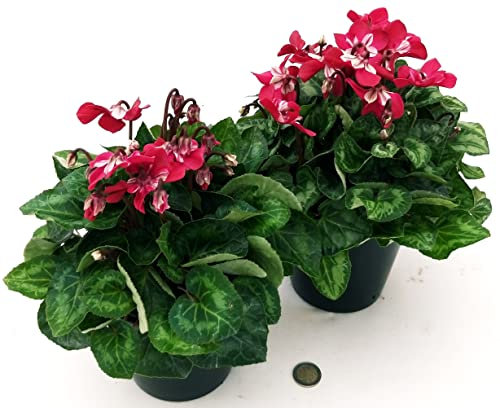 POWERS TO FLOWERS - CICLAMINO DIXIE, VASO 13CM, 2 PIANTE, piante vere