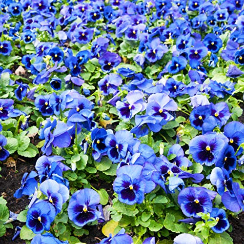 Stiefmütterchen Blau Perfection Blue 20 Samen (Viola Cornuta) Himmelblau